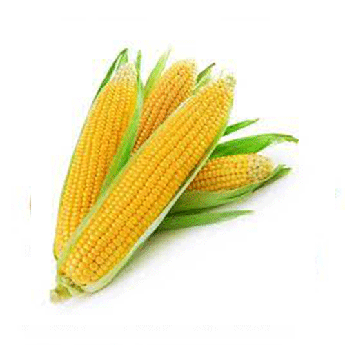 http://atiyasfreshfarm.com/public/storage/photos/1/New product/Sweet-Corn.png